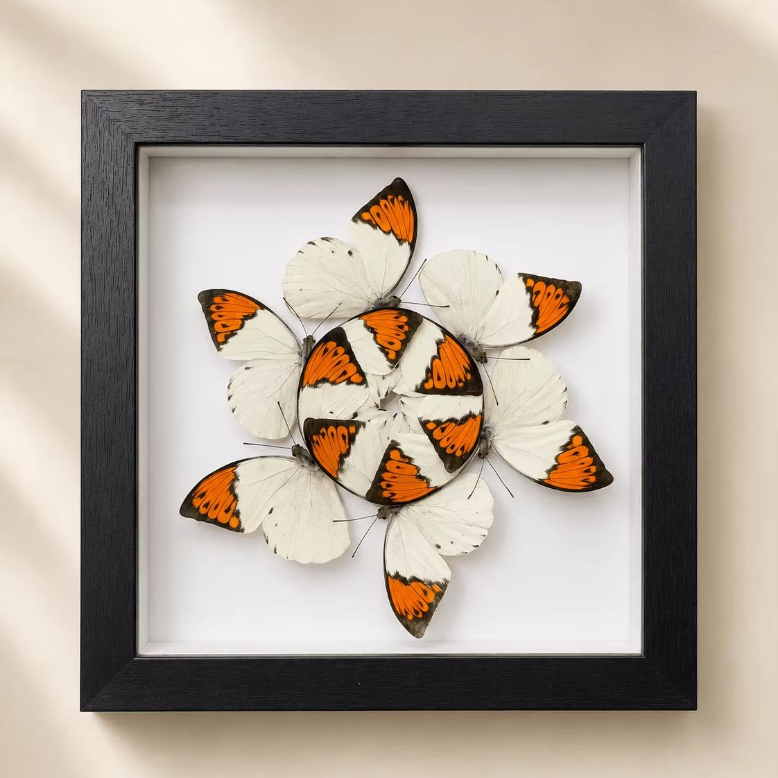 Real Butterfly Specimen Display – 20x20cm Wooden Frame Nature Wall Decor
